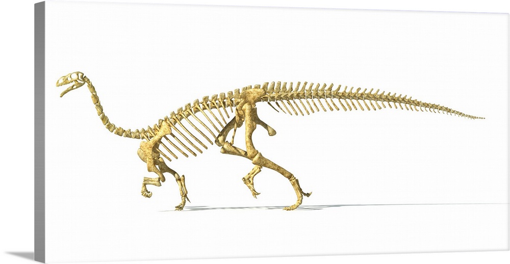 3D rendering of a Plateosaurus dinosaur skeleton.