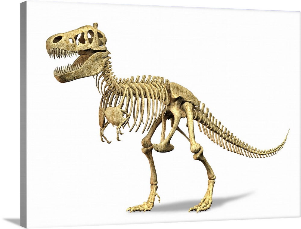 3D rendering of a Tyrannosaurus Rex dinosaur skeleton. T-Rex was one of the largest carnivorous dinosaurs of the Cretaceou...