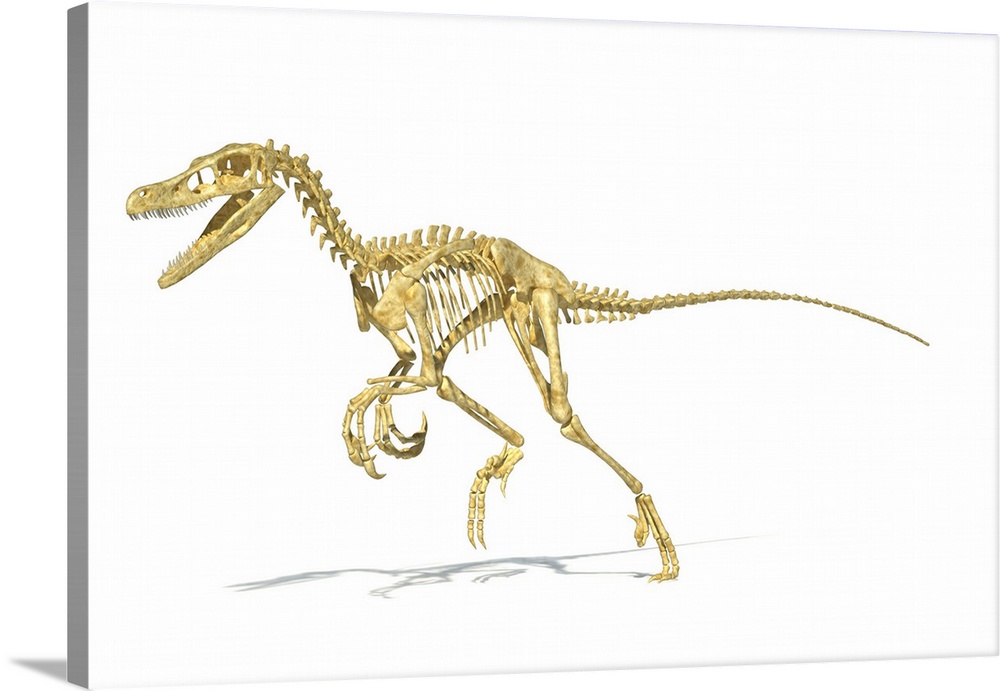 3D rendering of a Velociraptor dinosaur skeleton.