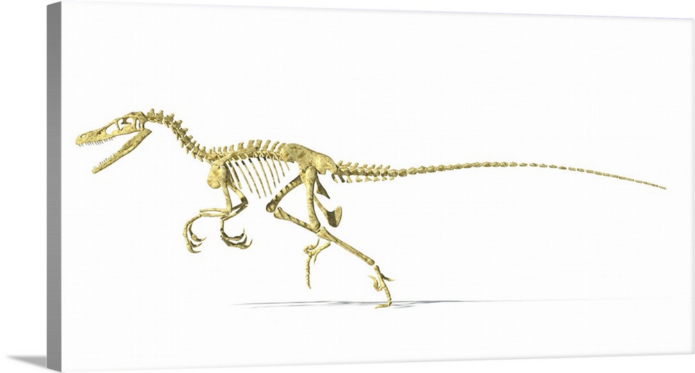 3D rendering of a Velociraptor dinosaur skeleton, side view.