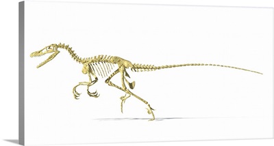 3D rendering of a Velociraptor dinosaur skeleton, side view