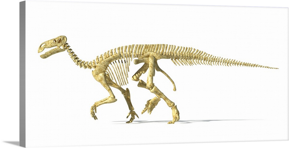 3D rendering of an Iguanodon dinosaur skeleton.