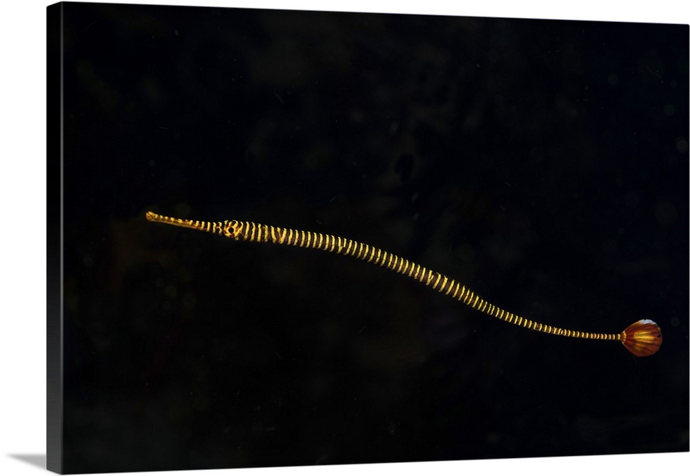 A banded pipefish hovers above the substrait where it lives.