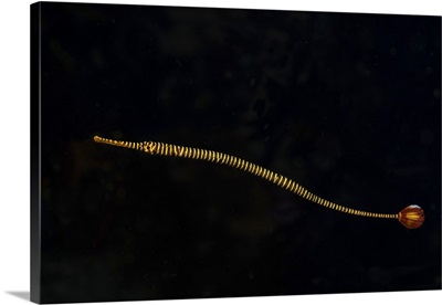 A banded pipefish hovers above the substrait where it lives