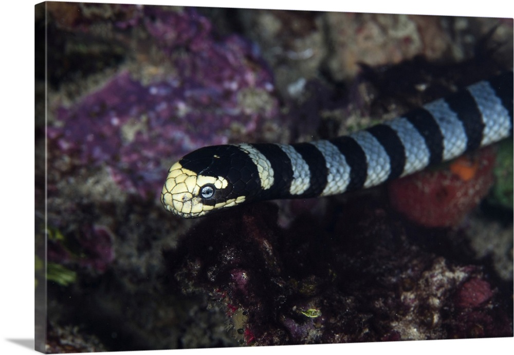 A banded sea krait, Laticauda colubrina, searches for prey on a coral reef.