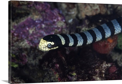 A Banded Sea Krait, Laticauda Colubrina, Searches For Prey On A Coral Reef