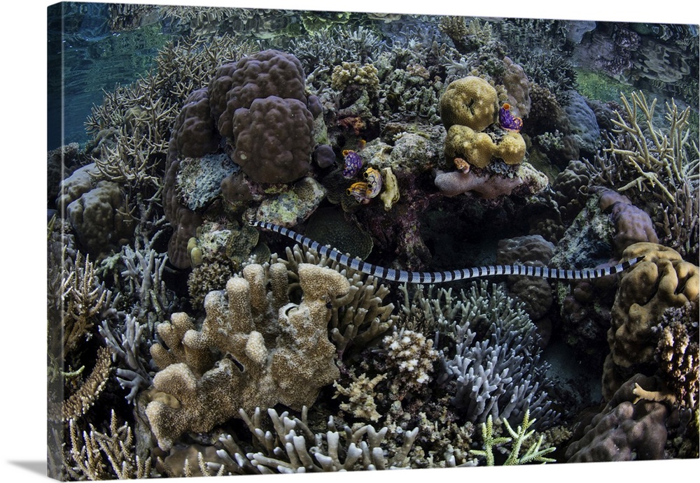 A banded sea krait slithers through corals in Raja Ampat, Indonesia.