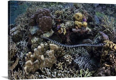 A Banded Sea Krait Slithers Through Corals In Raja Ampat, Indonesia