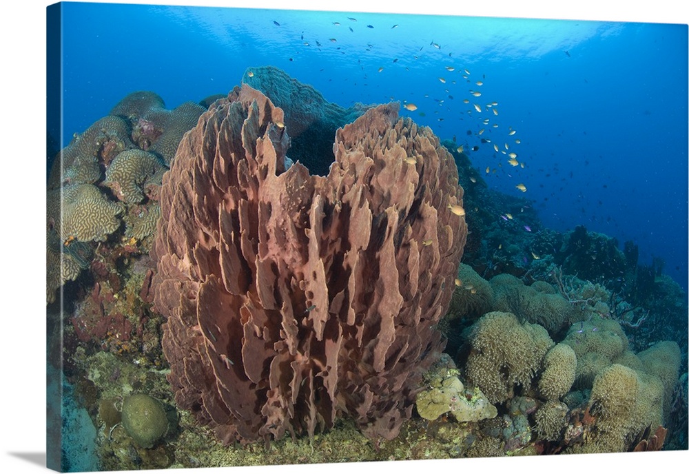 A barrel sponge attached to a reef wall, Papua New Guinea.
