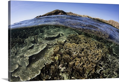A beautiful and fragile coral reef grows in Komodo National Park, Indonesia
