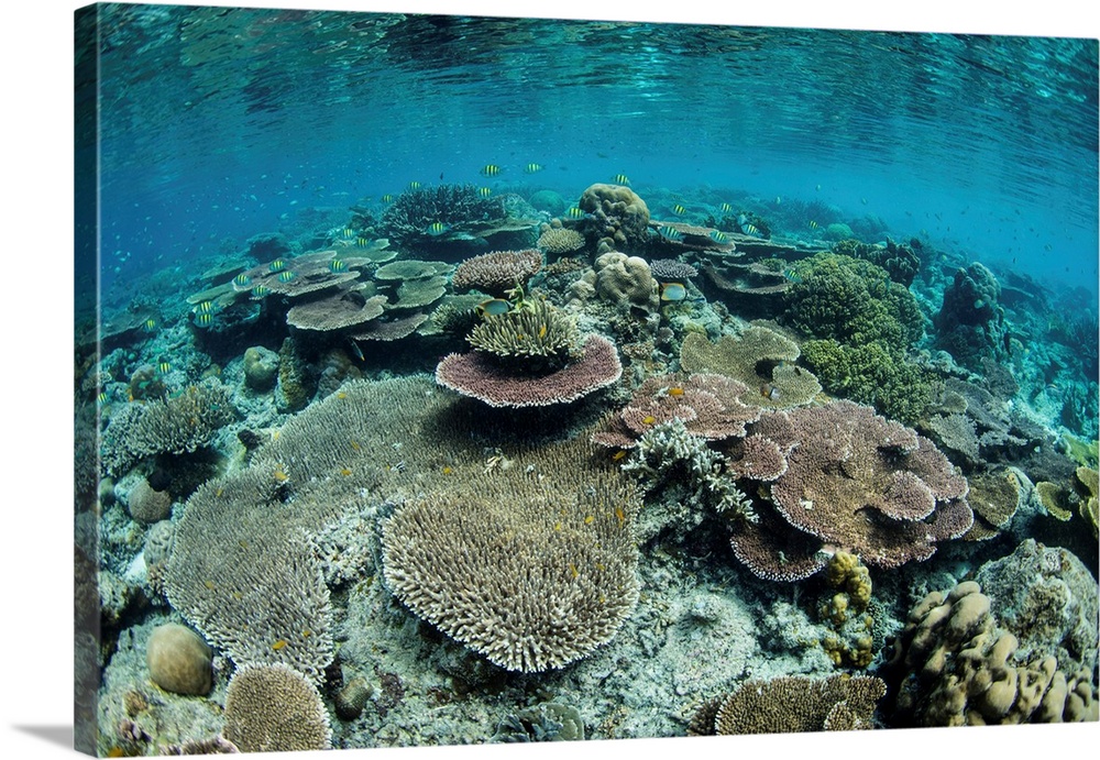 A beautiful and healthy coral reef grows in Raja Ampat, Indonesia.
