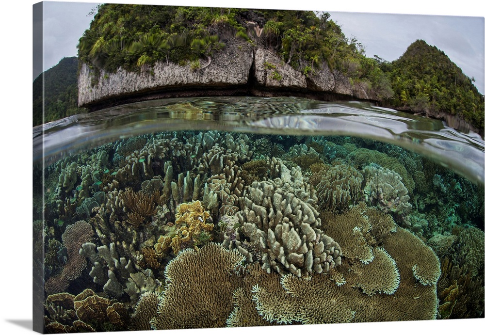A beautiful coral reef grows amid the tropical islands of Raja Ampat, Indonesia.