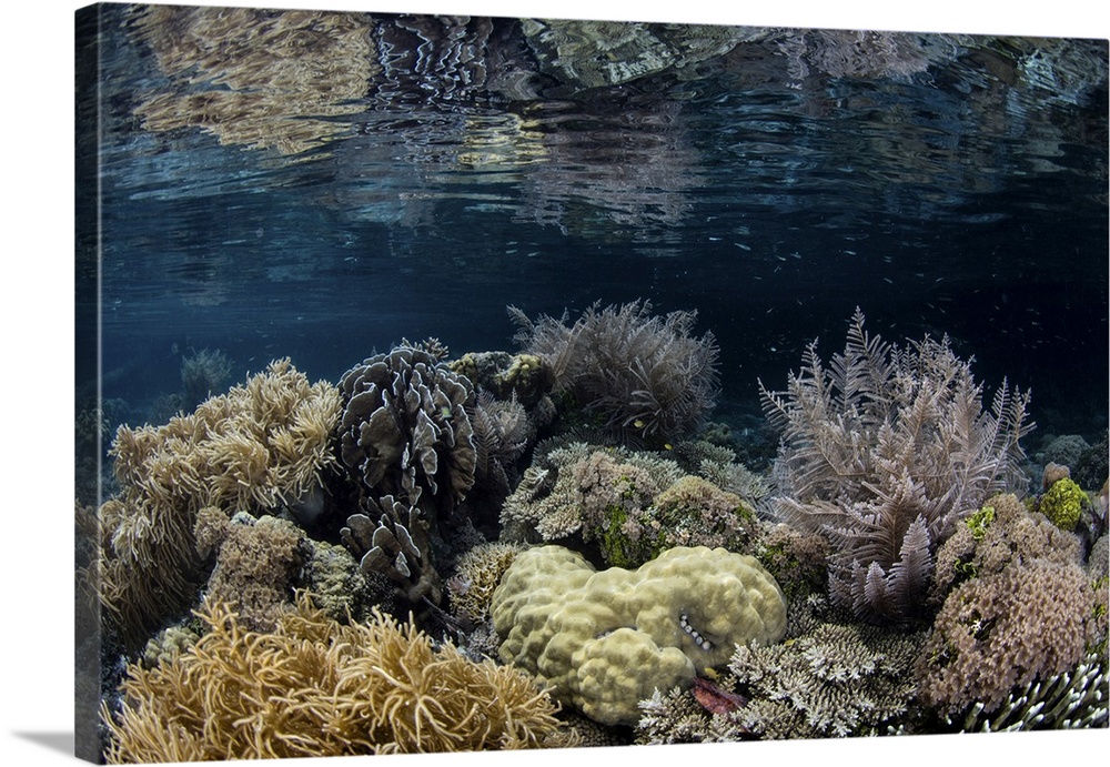 A beautiful coral reef grows in a remote part of Raja Ampat, Indonesia.