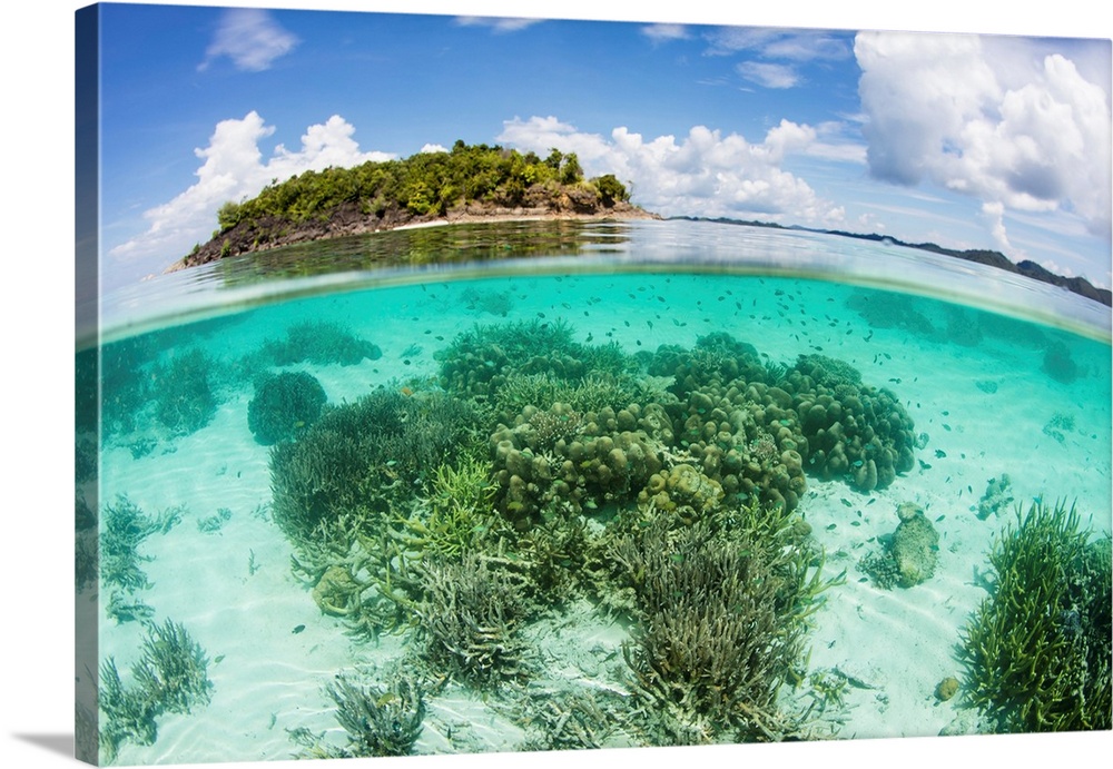 A beautiful coral reef grows near an island in Raja Ampat, Indonesia.