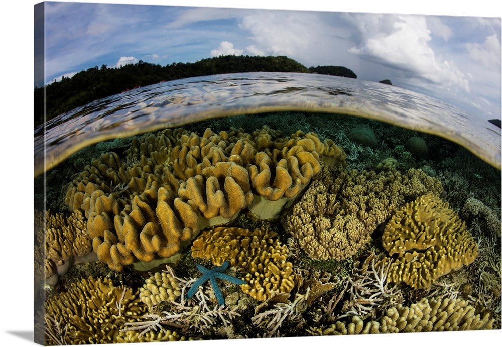 A beautiful coral reef grows near an island in Raja Ampat, Indonesia.