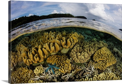 A Beautiful Coral Reef Grows Near An Island In Raja Ampat, Indonesia