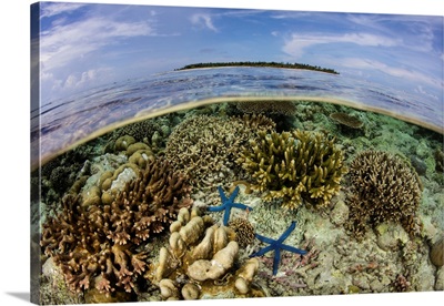 A Beautiful Coral Reef Grows Near An Island In The Banda Sea, Indonesia