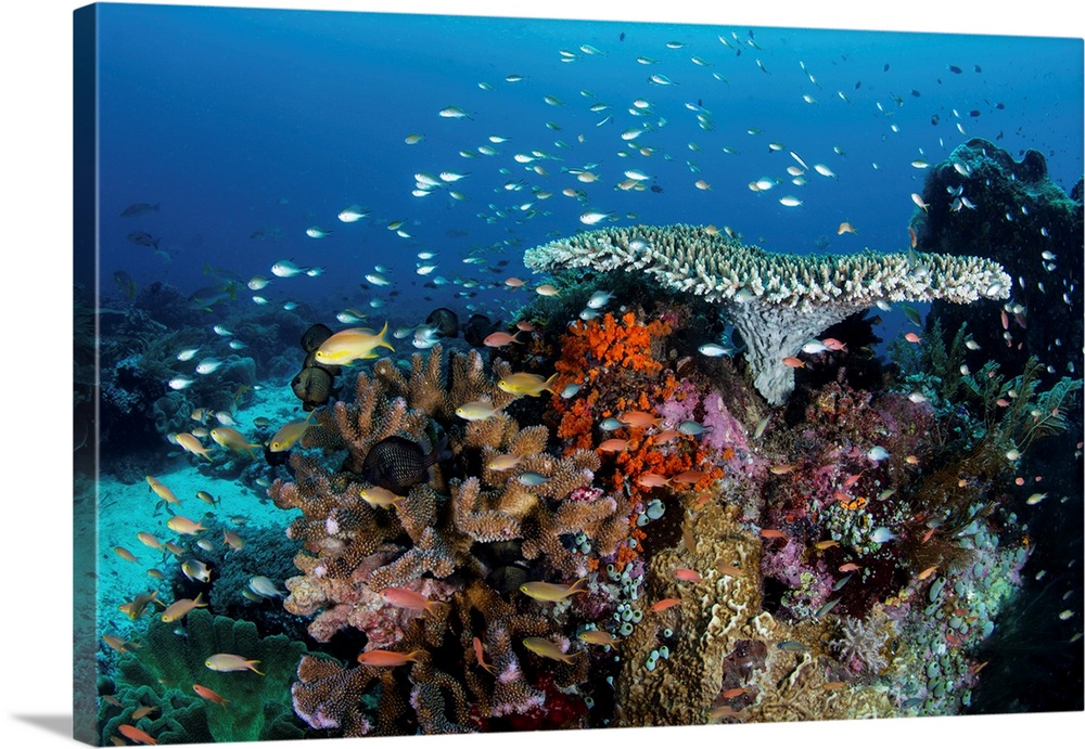 A beautiful coral reef grows near an island in the Banda Sea, Indonesia.