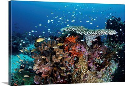 A Beautiful Coral Reef Grows Near An Island In The Banda Sea, Indonesia