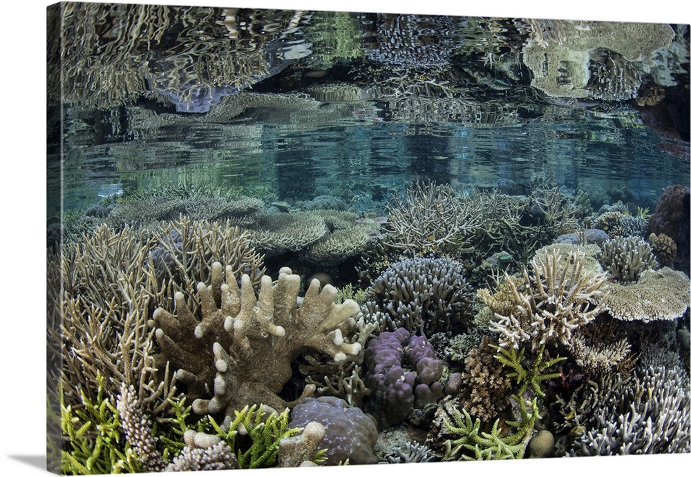 A beautiful coral reef is reflected in the surface, Raja Ampat, Indonesia.
