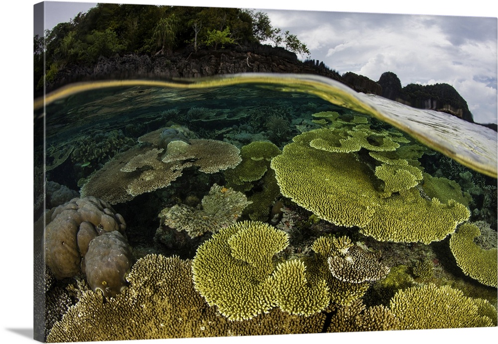 A beautiful coral reef thrives among the tropical islands of Raja Ampat, Indonesia.