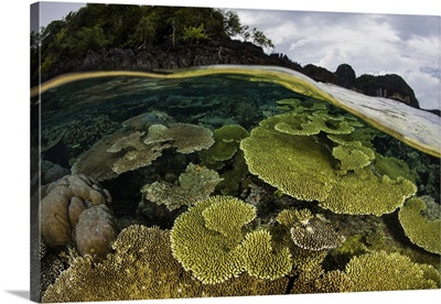 A Beautiful Coral Reef Thrives Among The Tropical Islands Of Raja Ampat, Indonesia