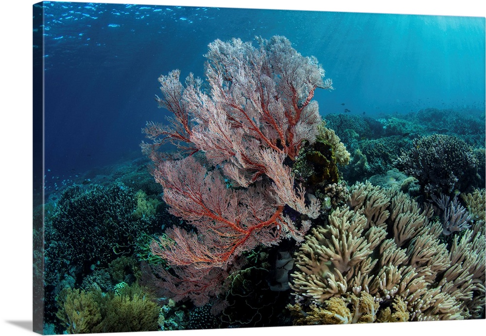 A beautiful coral reef thrives in Komodo National Park, Indonesia.