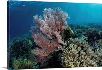A Beautiful Coral Reef Thrives In Komodo National Park, Indonesia