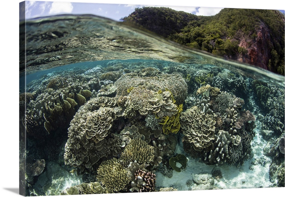 A beautiful coral reef thrives in shallow water in Indonesia's Banda Sea.