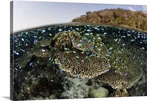A Beautiful Coral Reef Thrives In Shallow Water In Indonesia's Banda Sea image thumbnail