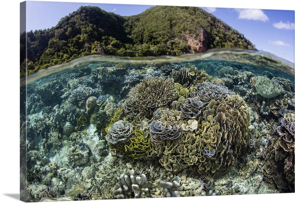 A beautiful coral reef thrives in shallow water in Indonesia's Banda Sea.