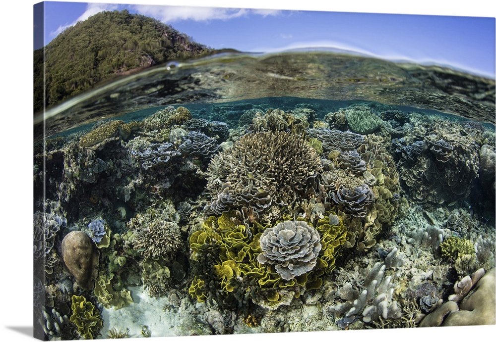 A beautiful coral reef thrives in shallow water in Indonesia's Banda Sea.