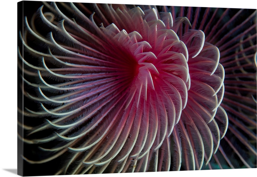 A beautiful feather duster worm.