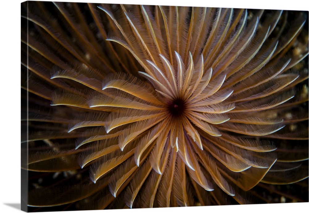 A beautiful feather duster worm spreads its feeding tentacles.
