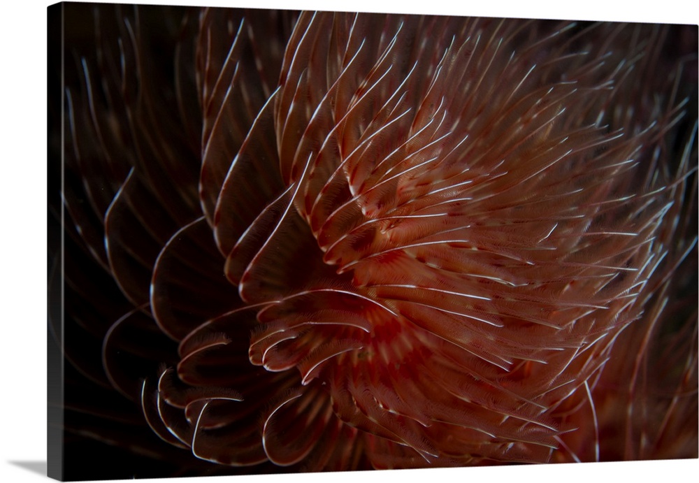 A beautiful feather duster worm spreads its feeding tentacles.