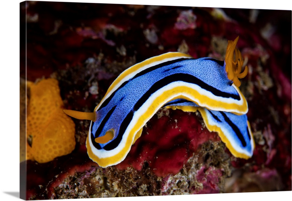 A beautiful nudibranch crawls over the seafloor.