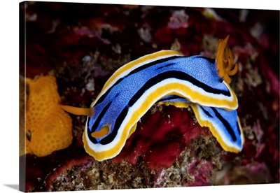 A Beautiful Nudibranch Crawls Over The Seafloor