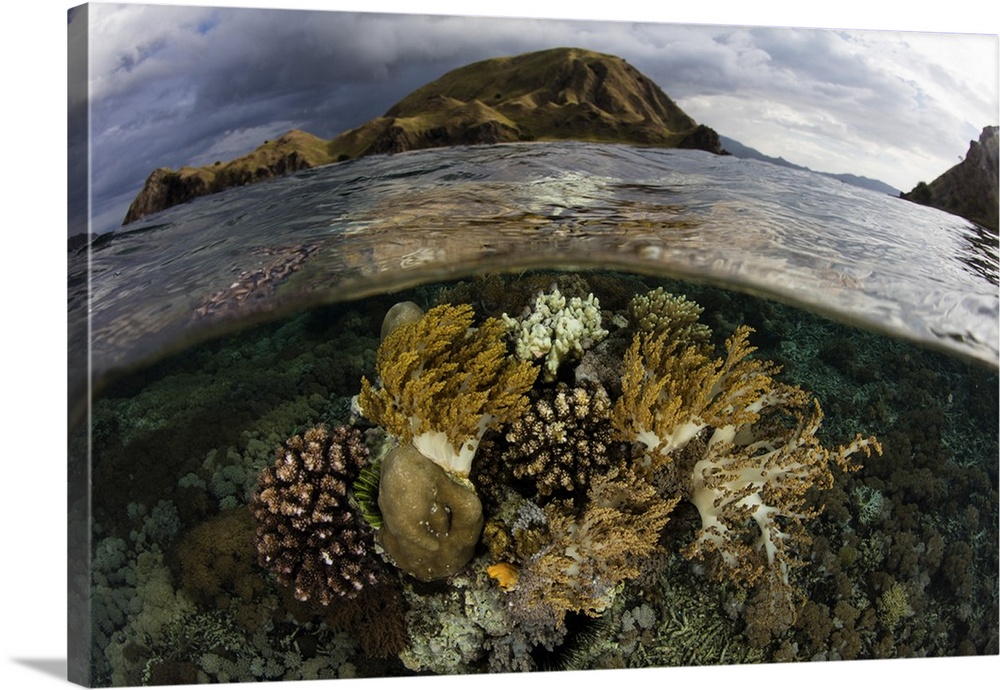 A beautiful set of corals grows in shallow water in Komodo National Park, Indonesia.