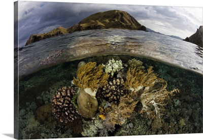 A beautiful set of corals grows in shallow water in Komodo National Park, Indonesia