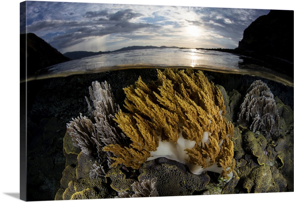 A beautiful set of corals grows in shallow water in Komodo National Park, Indonesia.