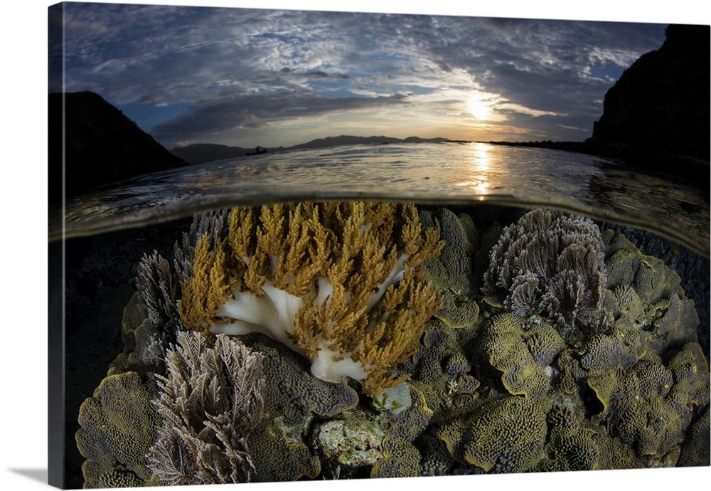 A beautiful set of corals grows in shallow water in Komodo National Park, Indonesia.