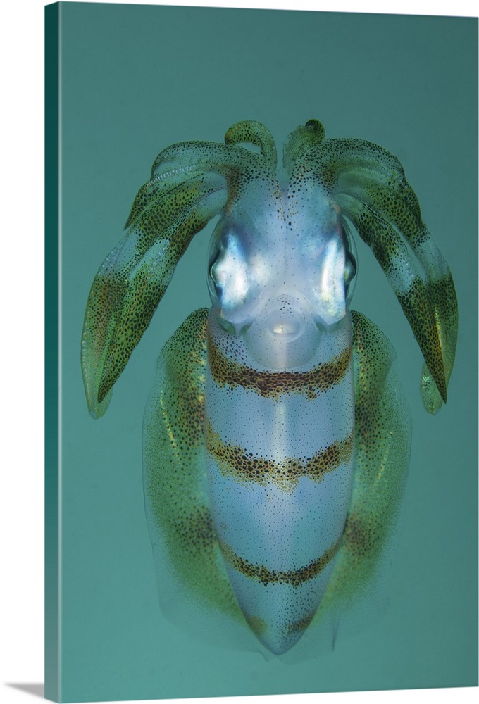 A bigfin reef squid hovers midwater in Lembeh Strait, Indonesia.