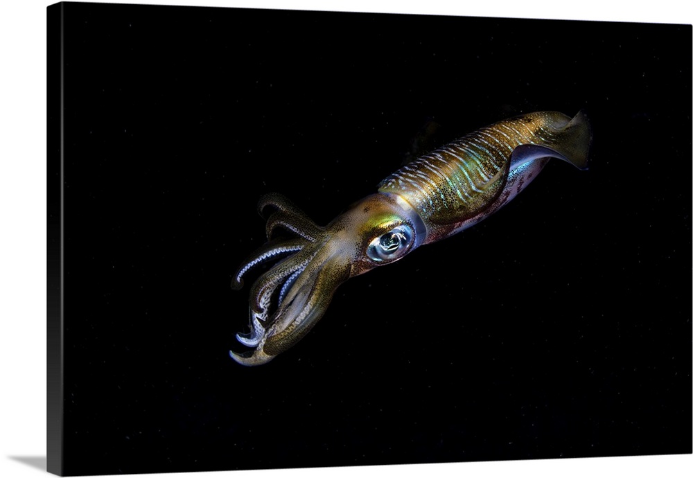 A bigfin reef squid off the coast of Komodo Island in Komodo National Park.