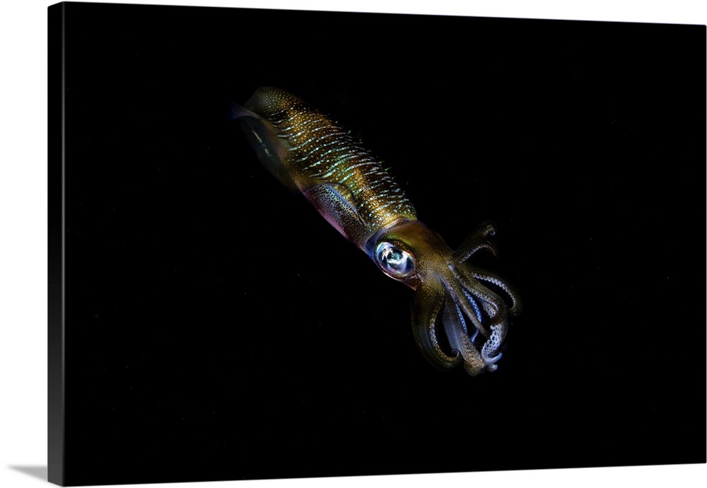 A bigfin reef squid off the coast of Komodo Island in Komodo National Park.