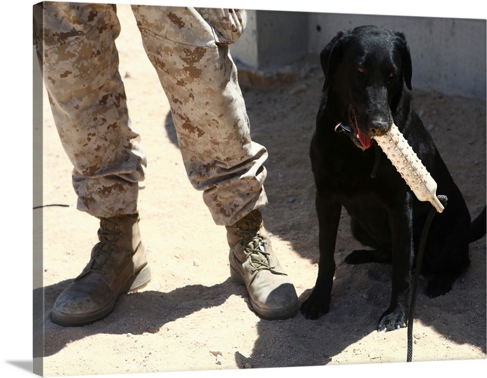 A black labrador sits with a chew toy next to his handler.
