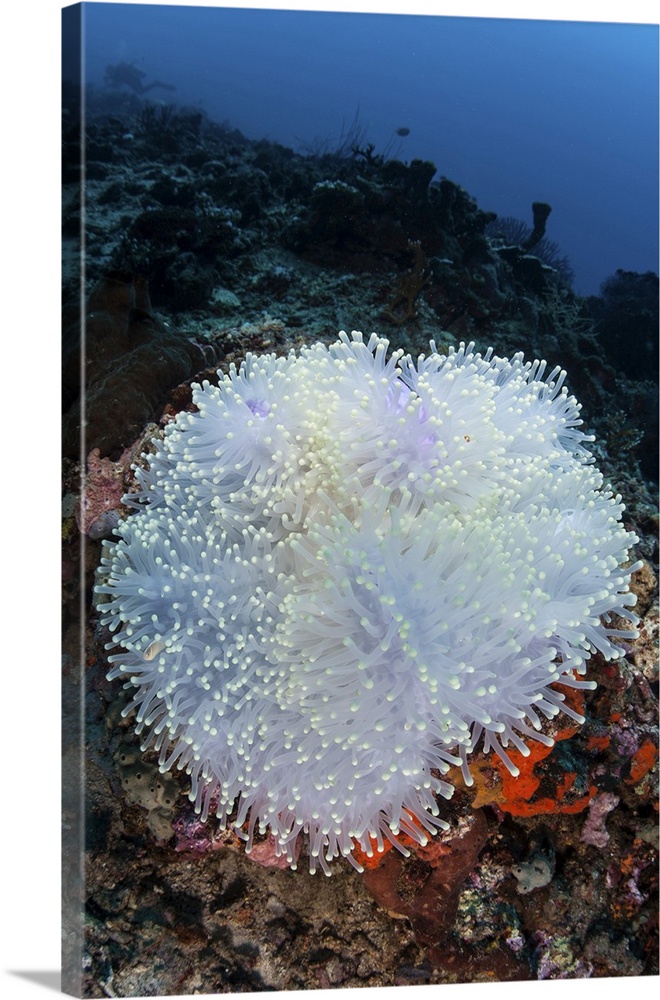 A bleached magnificent sea anemone on a reef off the coast of Sulawesi in Indonesia.