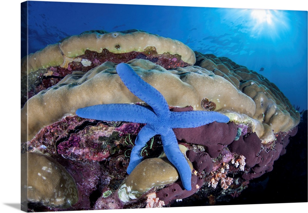 A blue starfish clings to coralline algae on a reef in Sulawesi, Indonesia.
