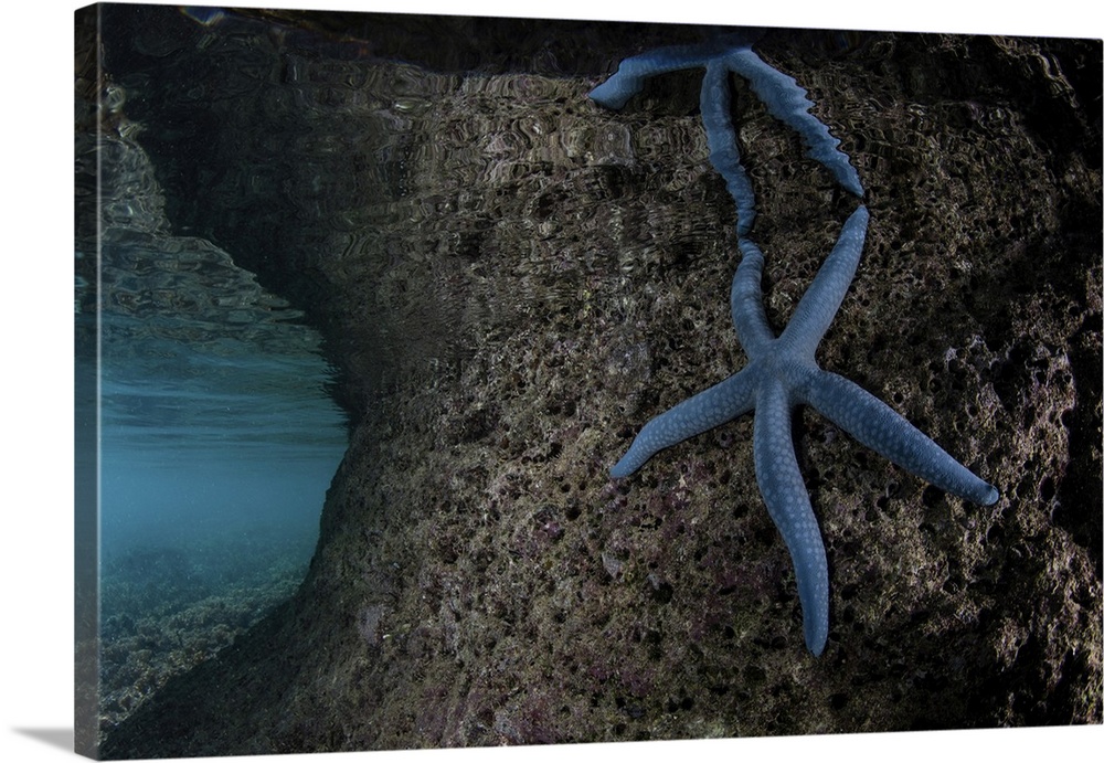 A blue starfish clings to the undercut of a limestone island in Raja Ampat.