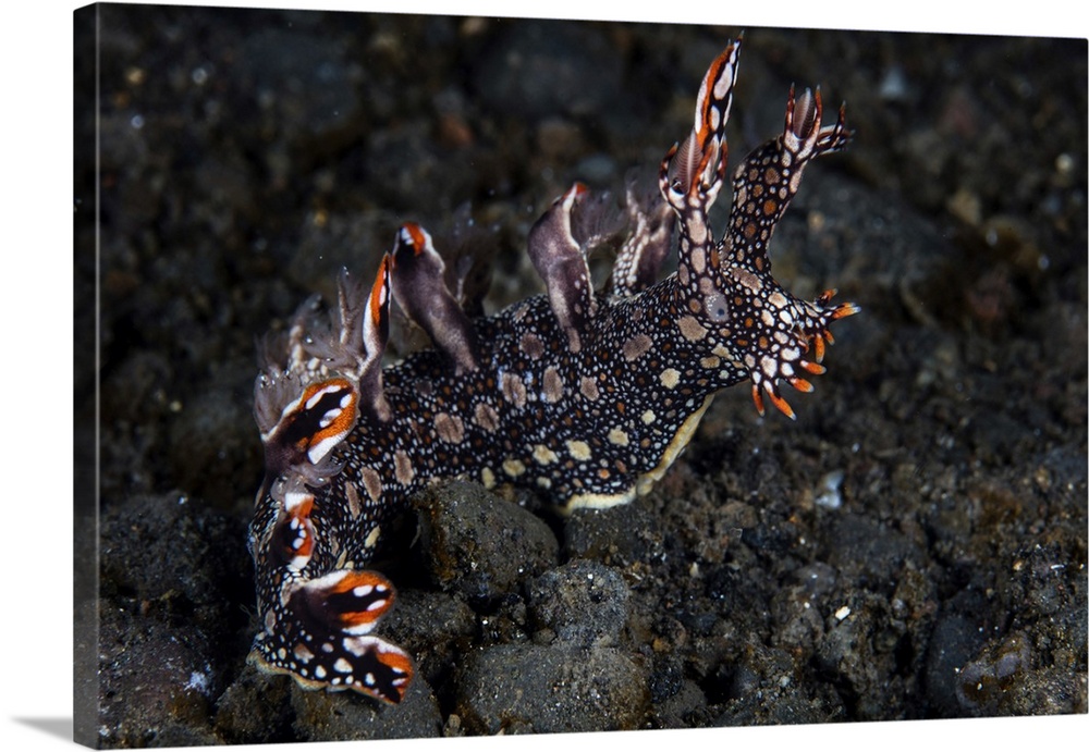 A Bornella anguilla nudibranch crawling over black sand