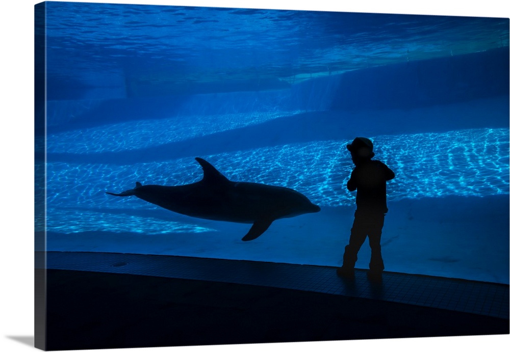 A boy connects with a dolphin in the Texas State Aquarium.